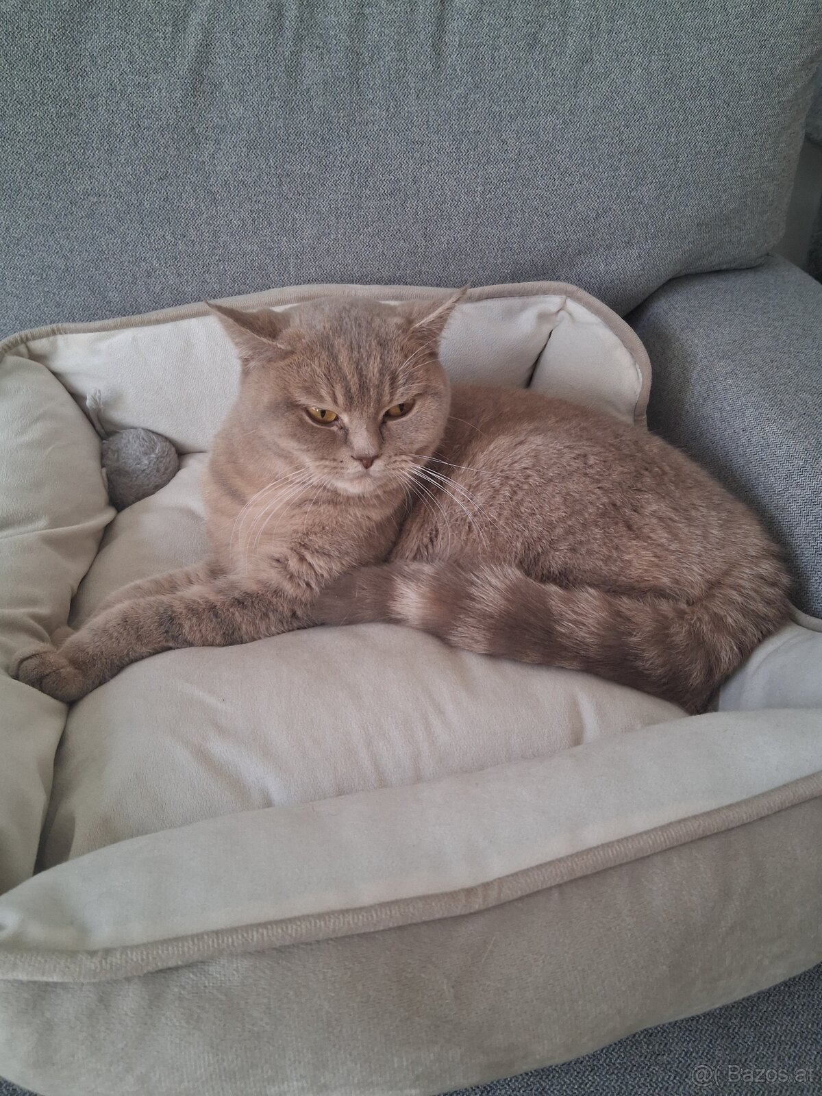 Britisch kurhaar Katze - 2