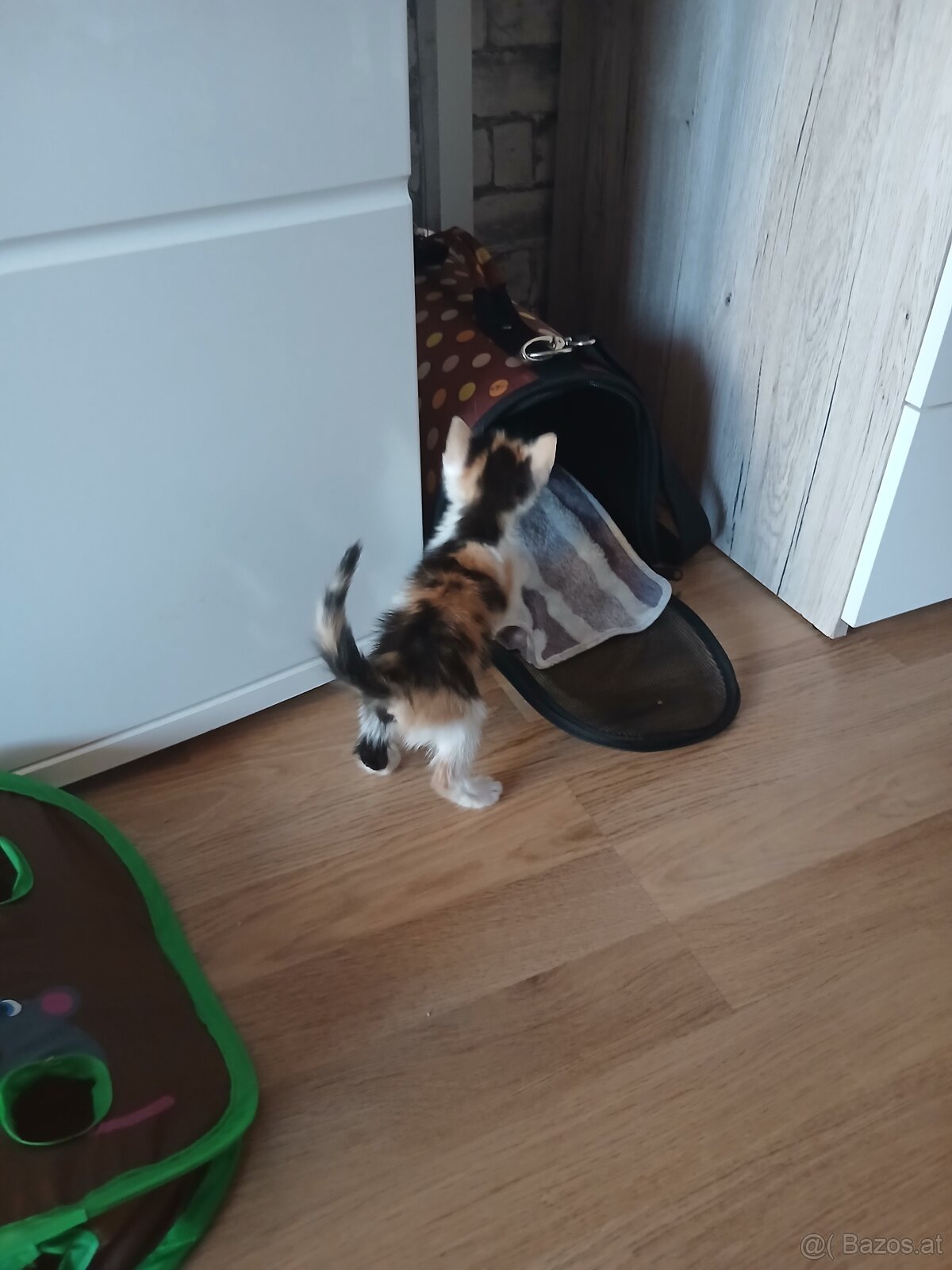 Baby Katze - 2