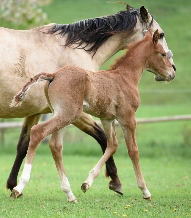 Lusitano Hengst PSL - 2