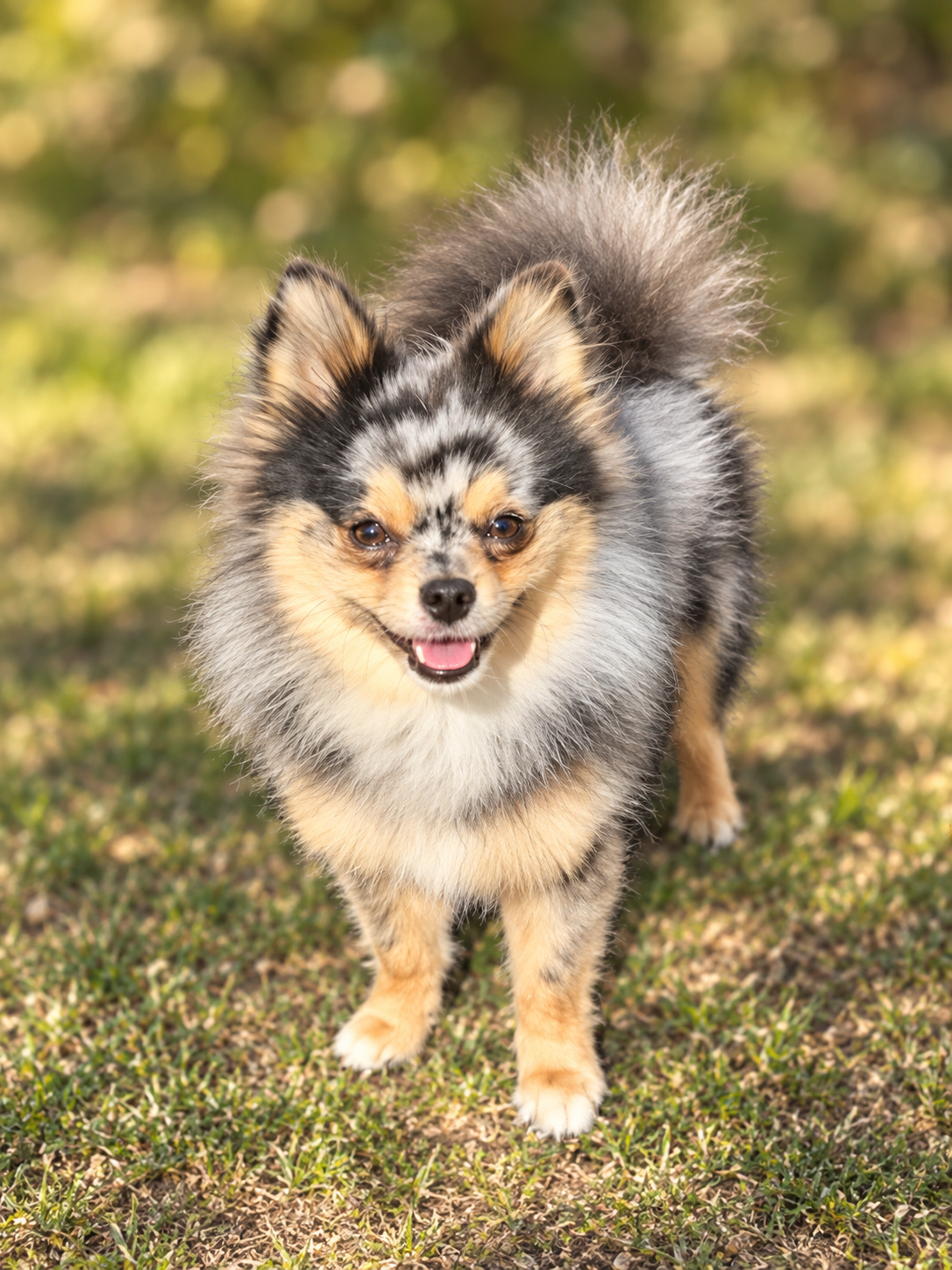 Merle Pomeranian Deckrüde, Stammbaum - 2
