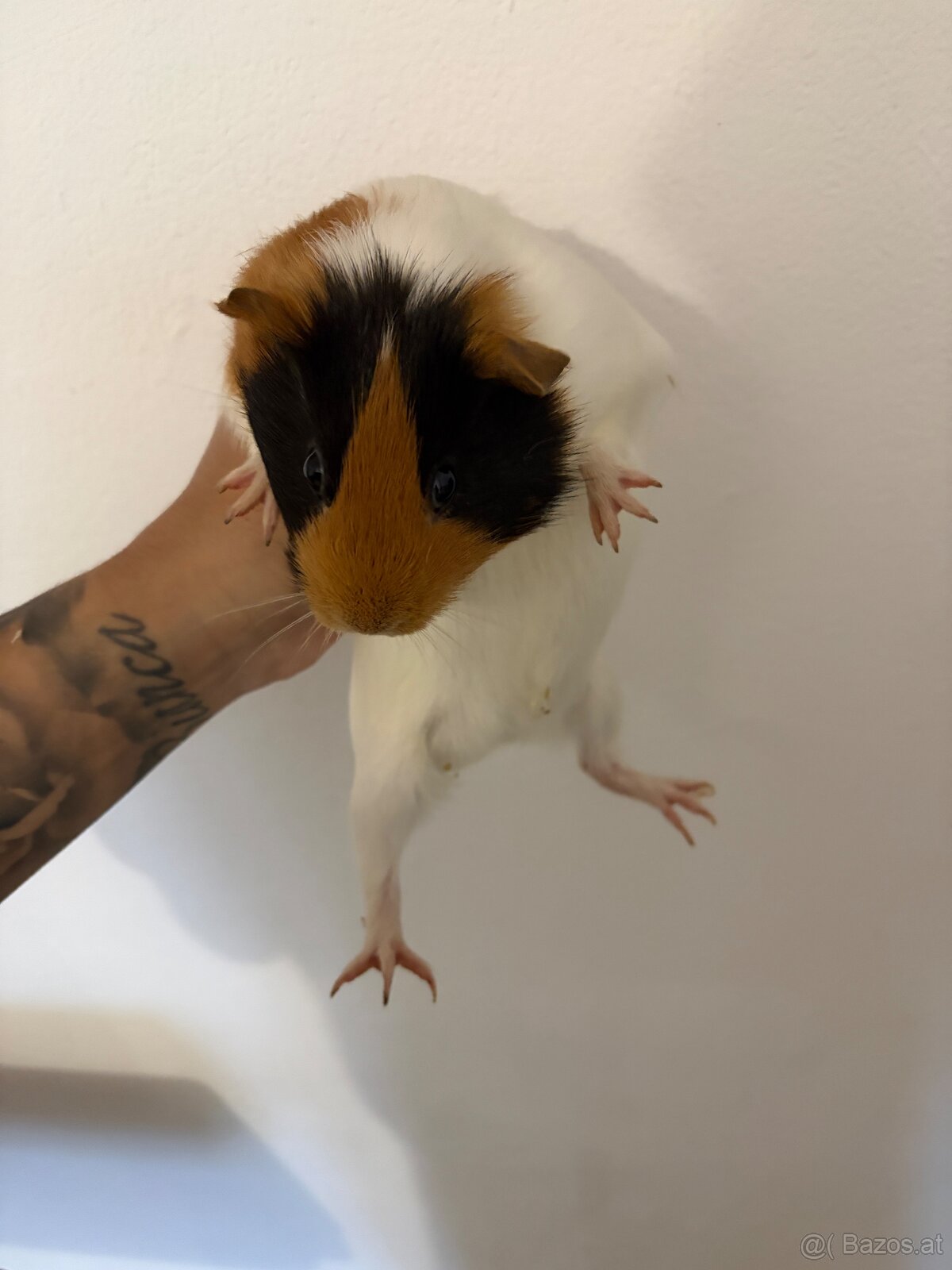 Junge Meerschweinchen-Dame "Jenny" (Weibchen, aus Zoohande - 2