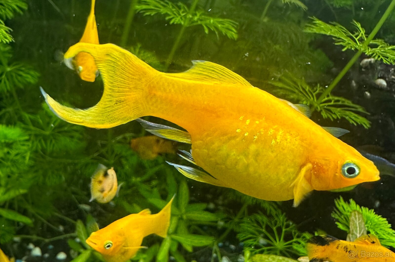 Mollys, Platys und noch mehr zum verkaufen 🐟 - 2