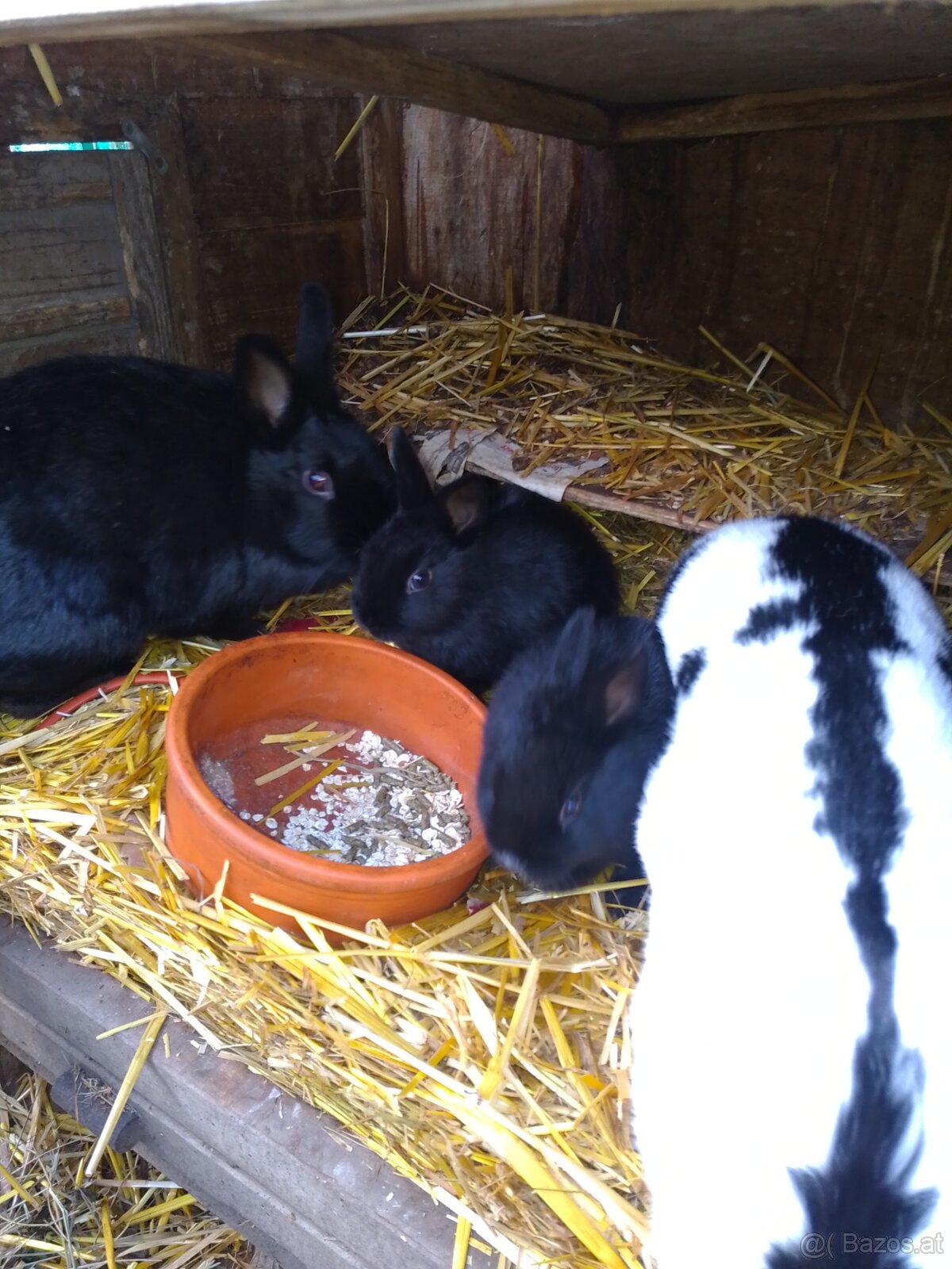 Zwergschecken Kaninchen schwarz 8wöchig - 2