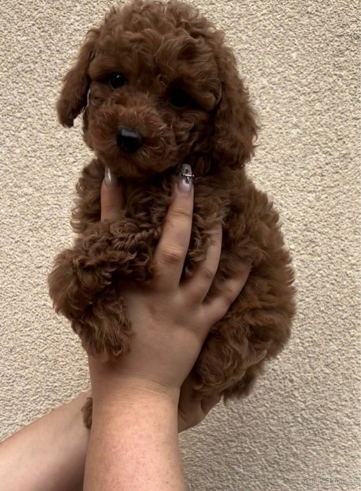 Bezaubernder Toypudel Oskar sucht ein Zuhause 🐩 - 2