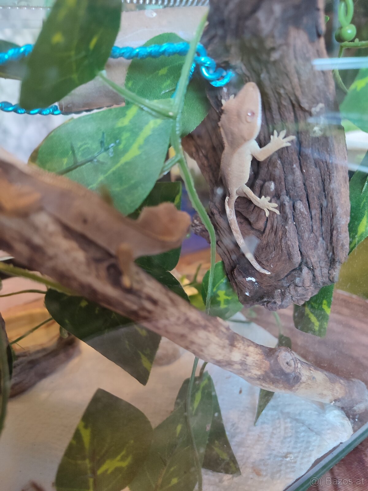 Kronengecko Jungtiere - 2