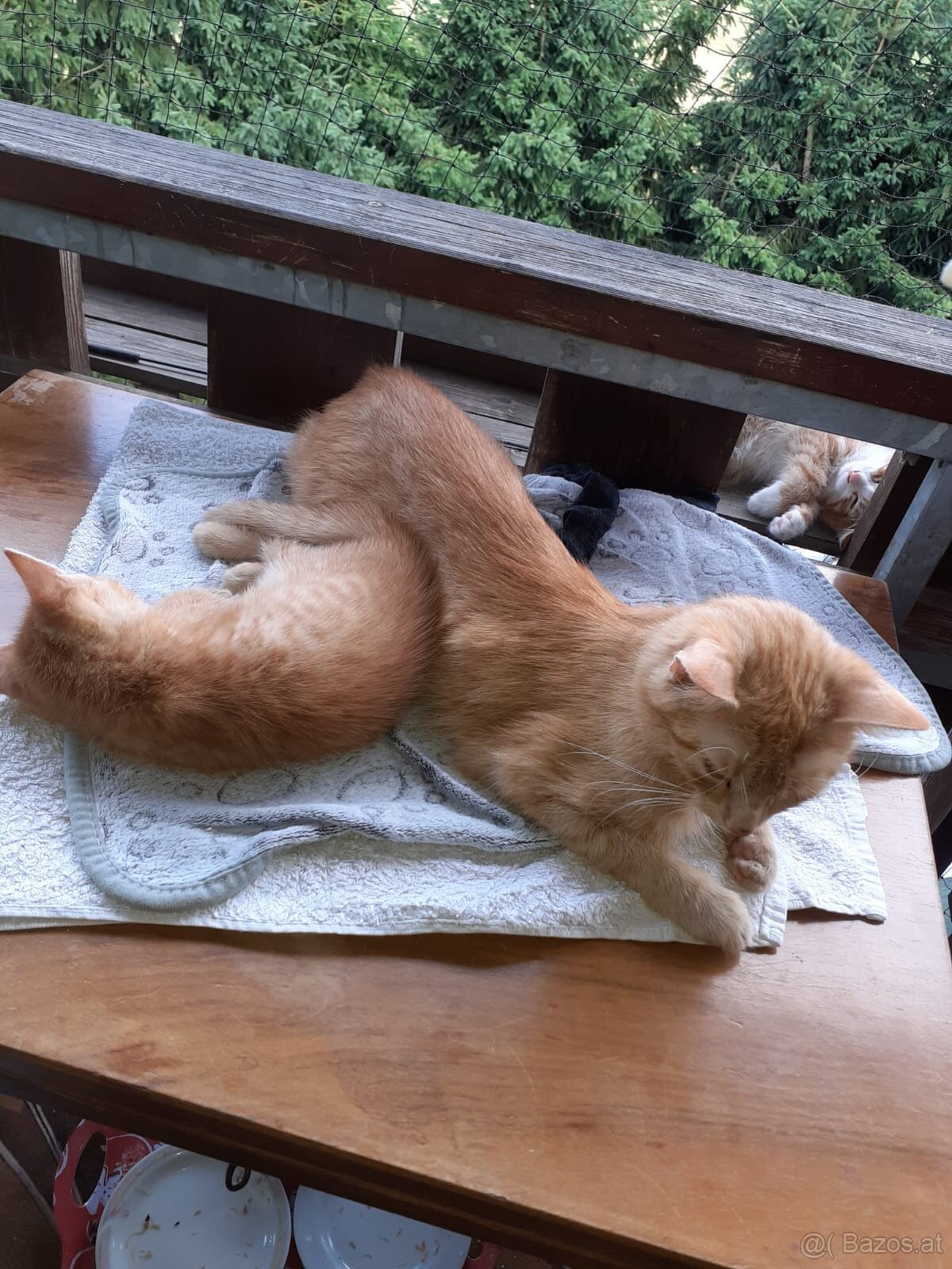 Katzenbabys - 2