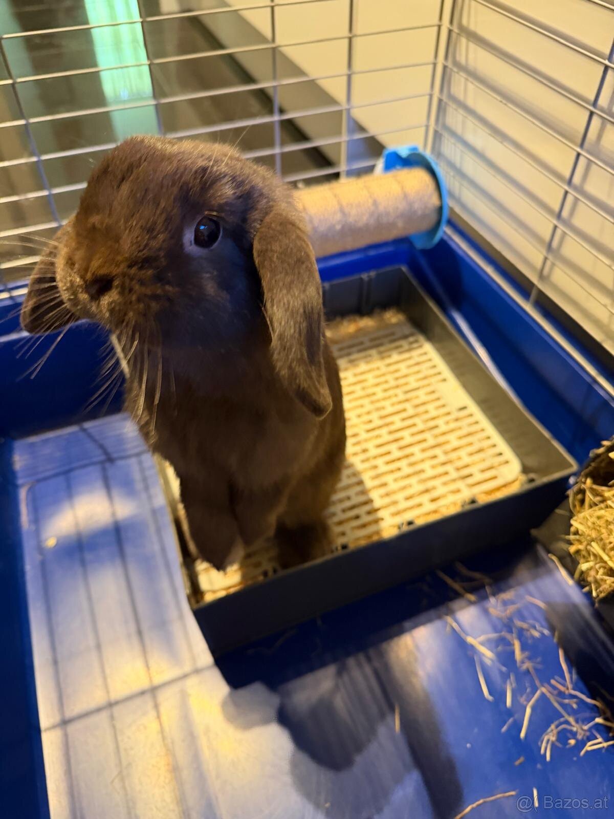 Hasen Hase Zwergkaninchen mit Käfig Kaninchen - 2