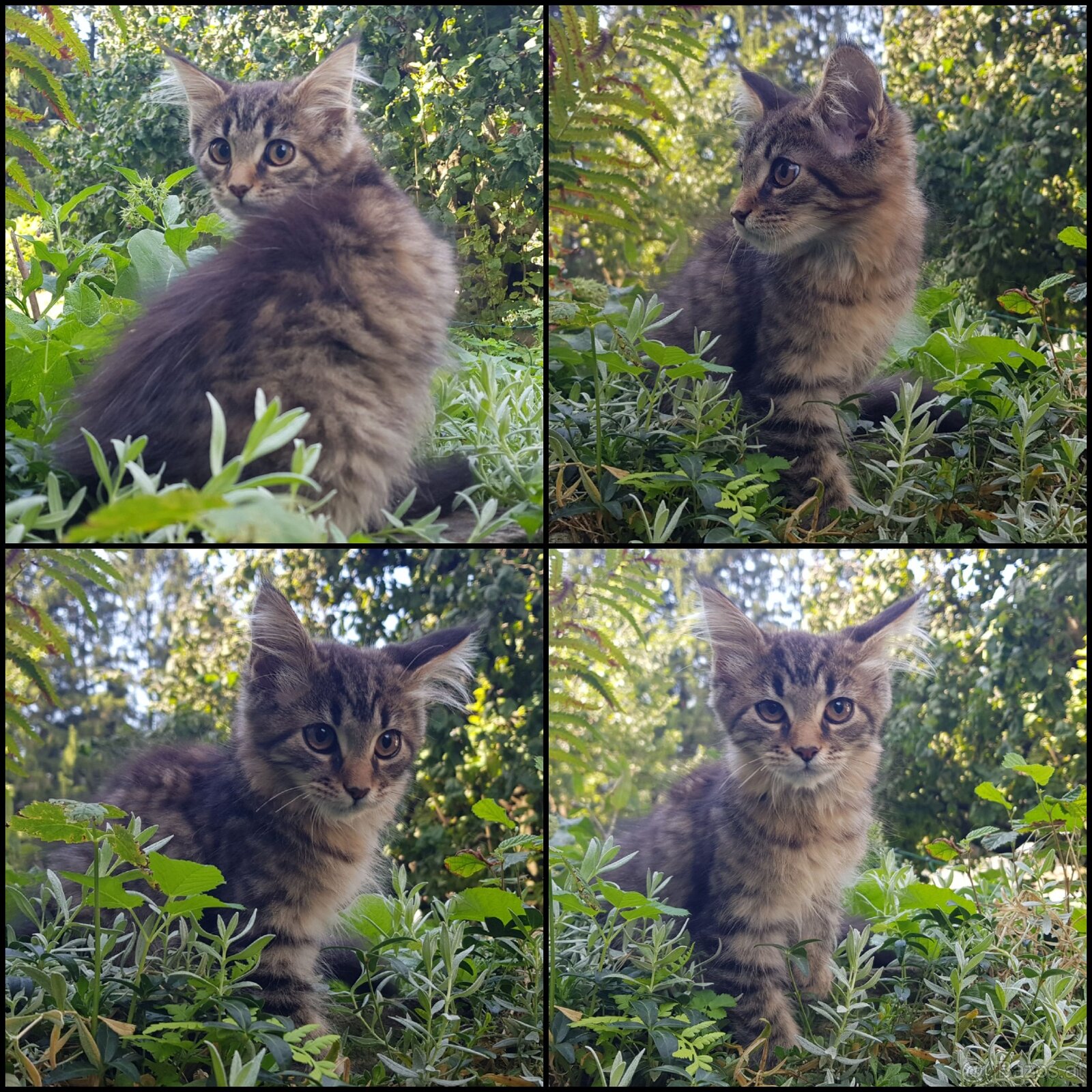 Maine Coon Kitten suchen Herzensplätze - 2