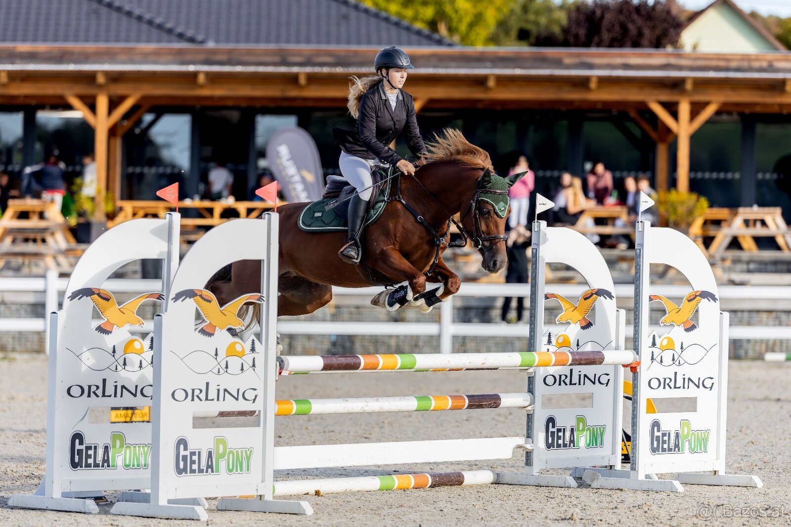 Charakterstarke Welsh-Cob-Stute - 2