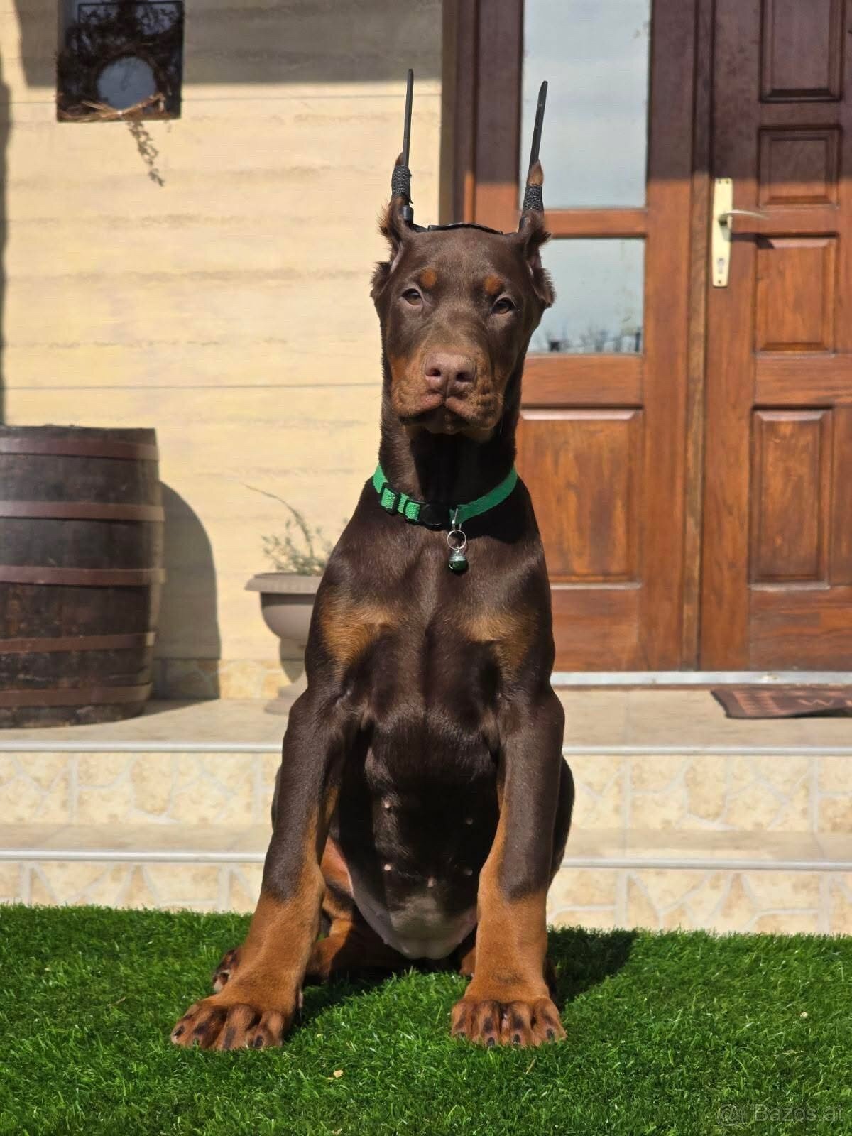 Doberman welpen mit PP - fci hunde - 2
