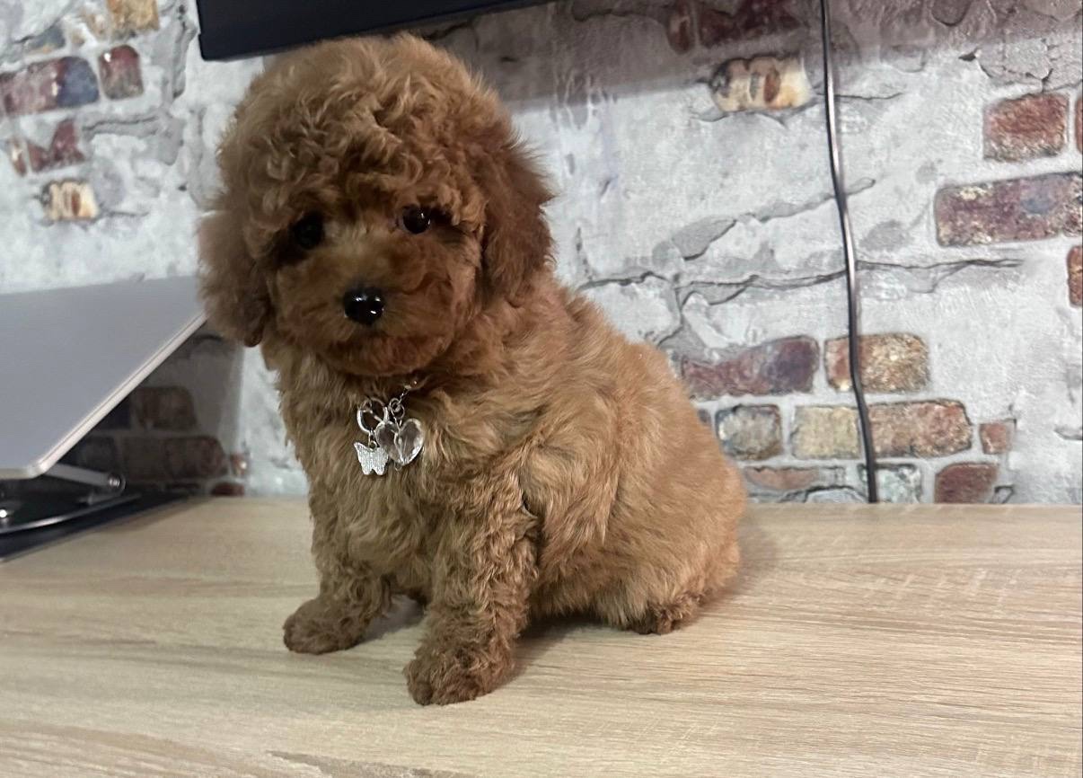 Traumhafter Mini-Toy-Pudel Welpe sucht sein Glück 🐩✨ - 2