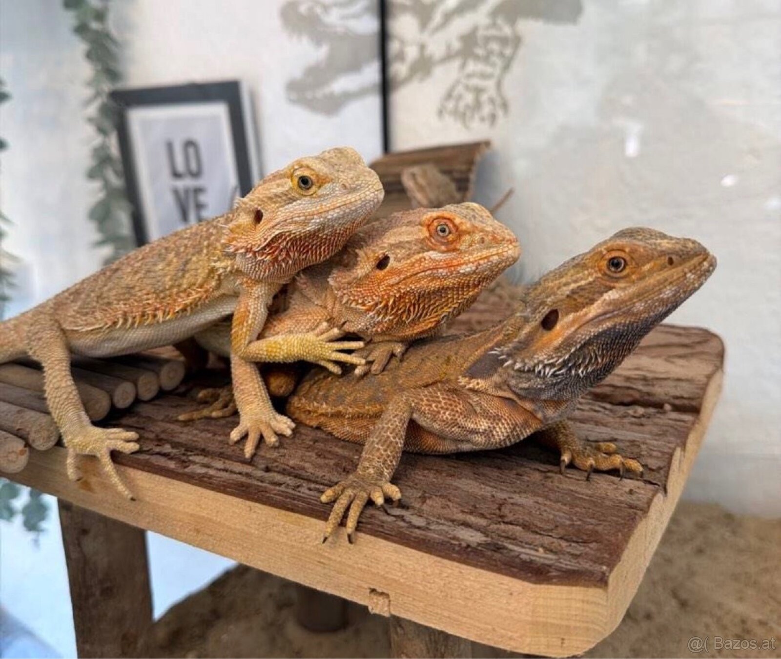 Bartagame Weiblich - 2