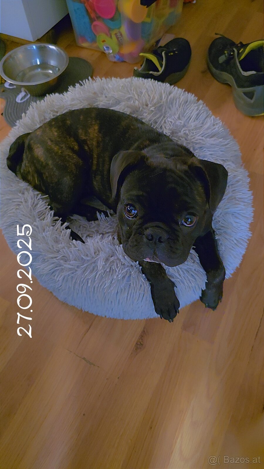 Französische Bulldogge - 2