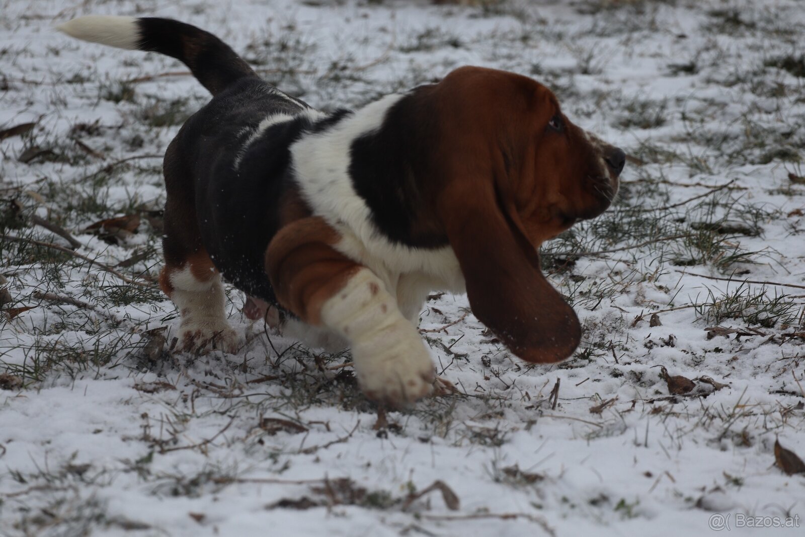 Basset hound - 2