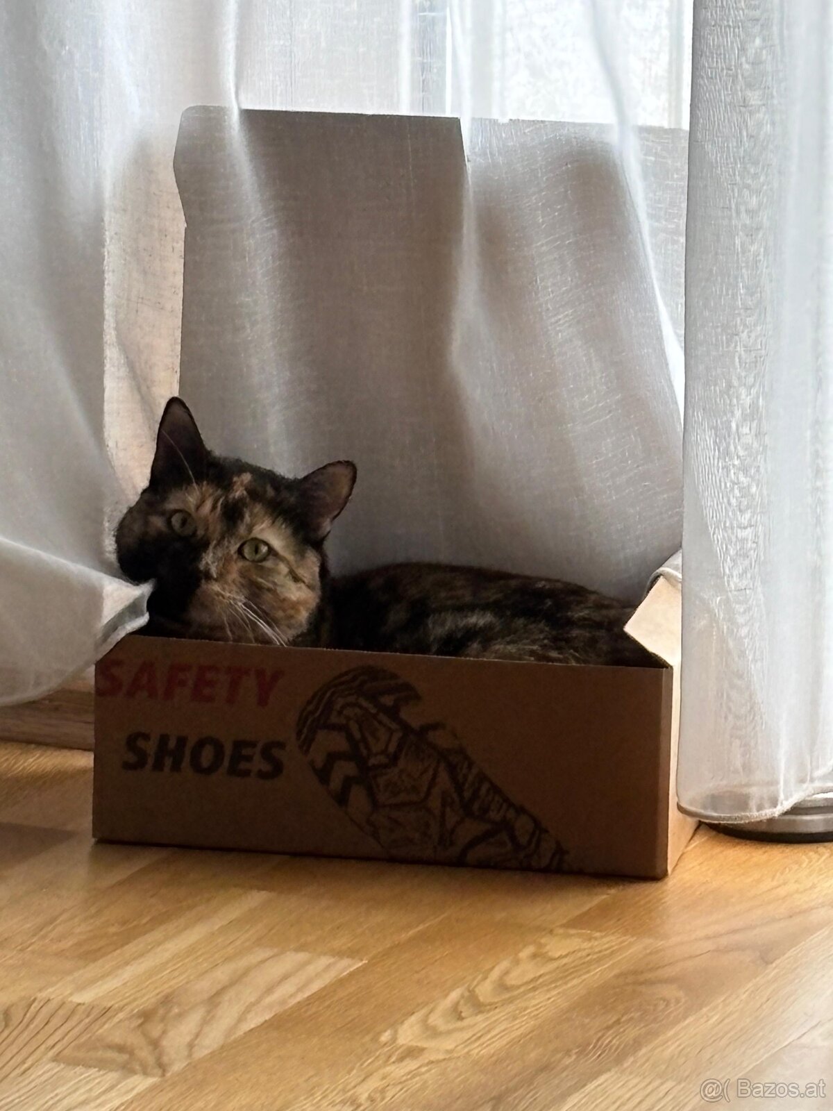 Lilli – kleine Quasselstrippe sucht liebevolles Zuhause 🐱 - 2