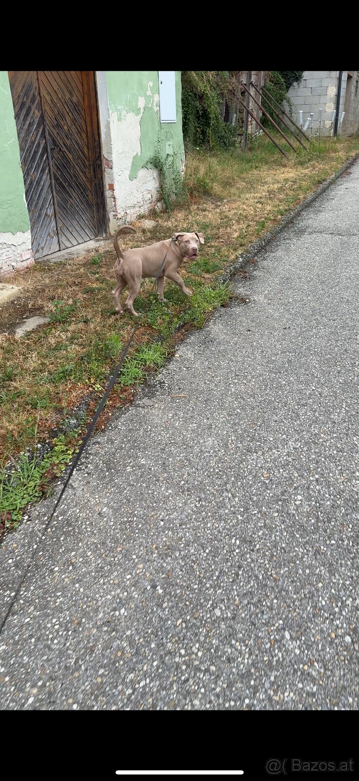 Hund - 2