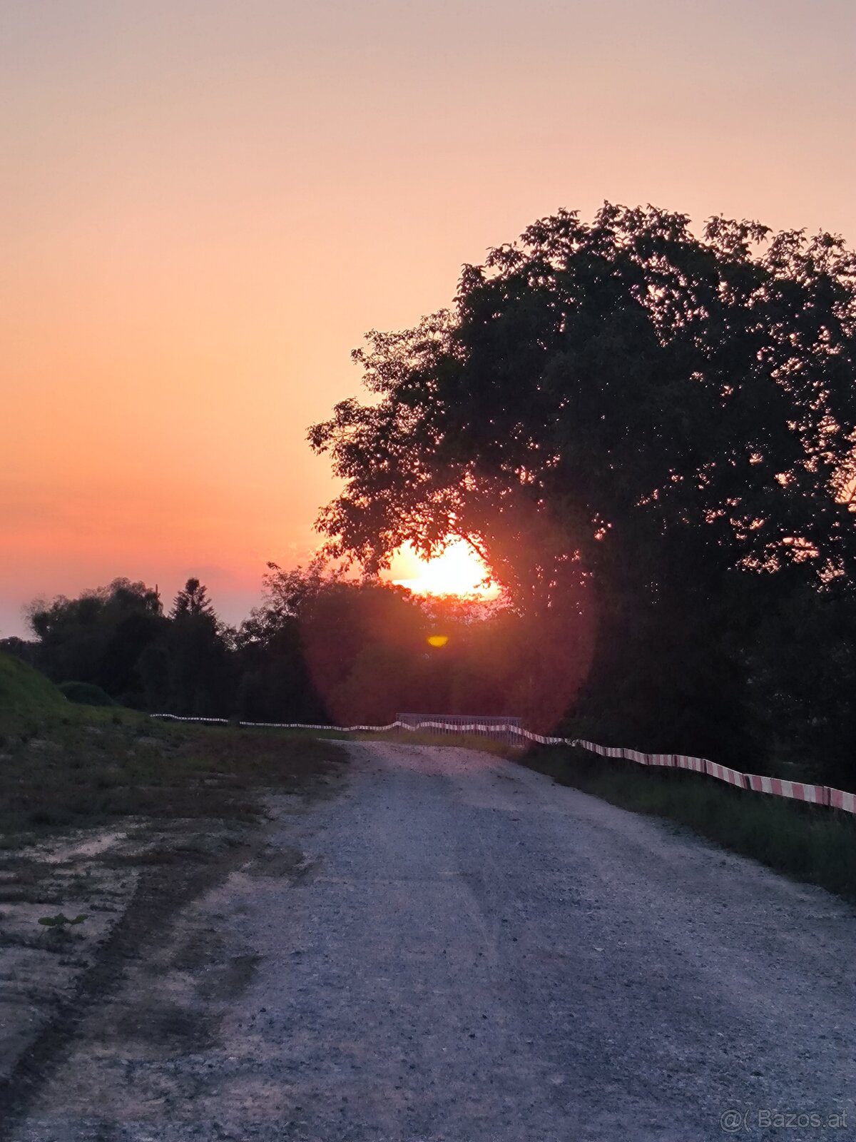 Katze gesucht Bengal od siam - 2