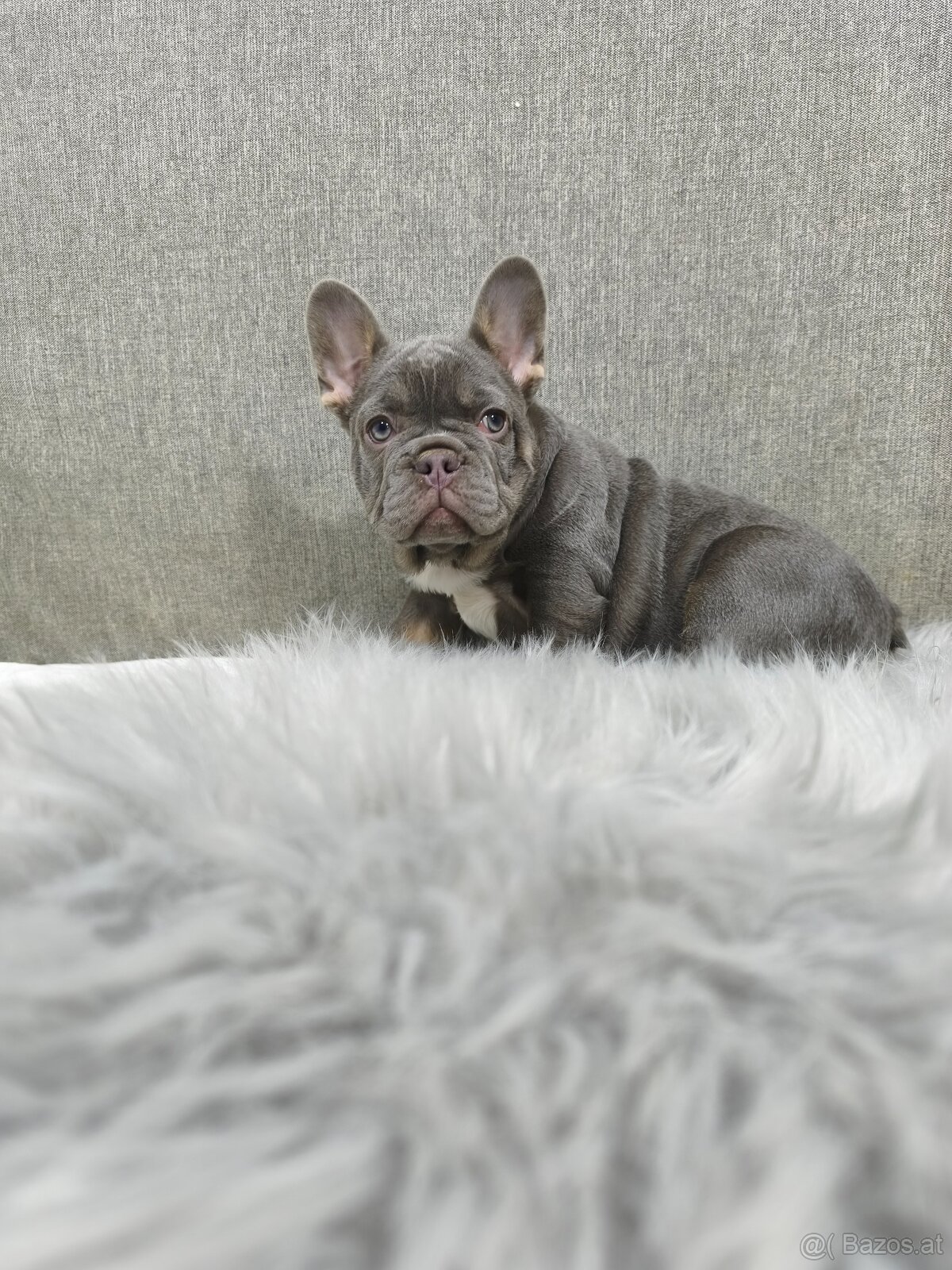 Französischen Bulldog - 2