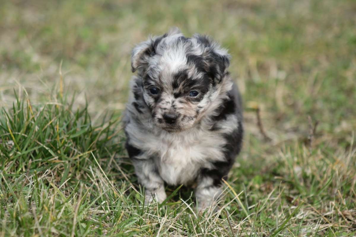 Mu-Chi (Mudi x Chihuahua) Welpen zu verkaufen - 2