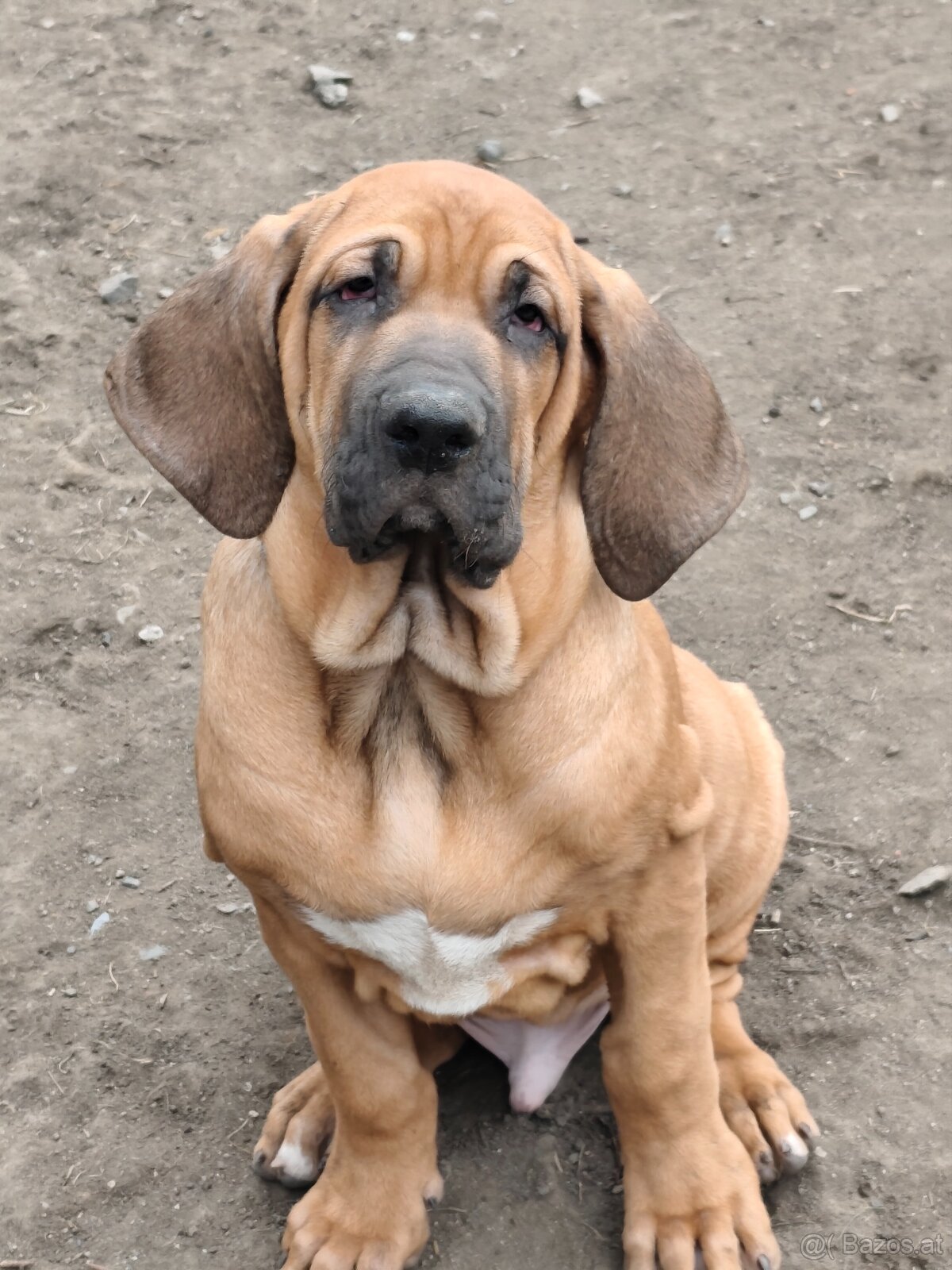 Fila Brasileiro - 2