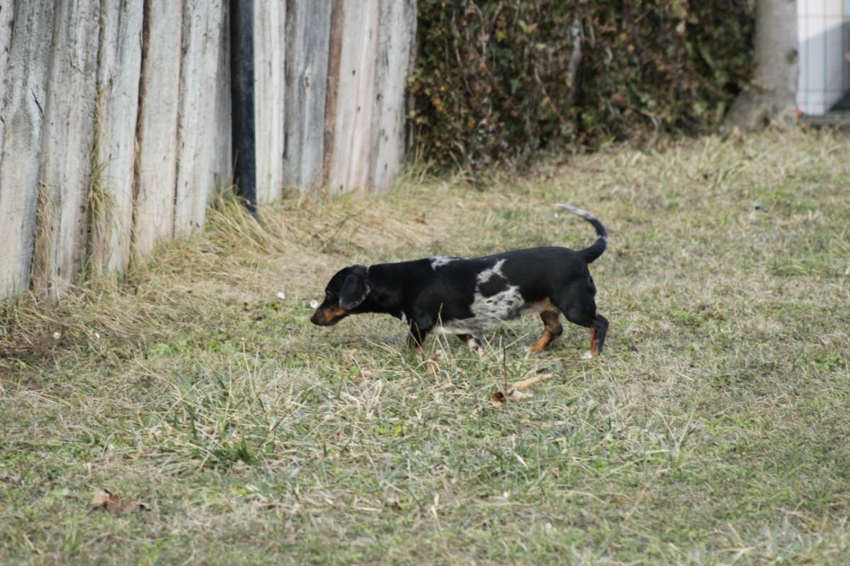 Standard Dackel Hündin sucht neues Traumzuhause - 2
