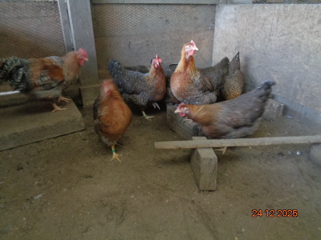 Bruteier Bielefelder kennfarbig - 2