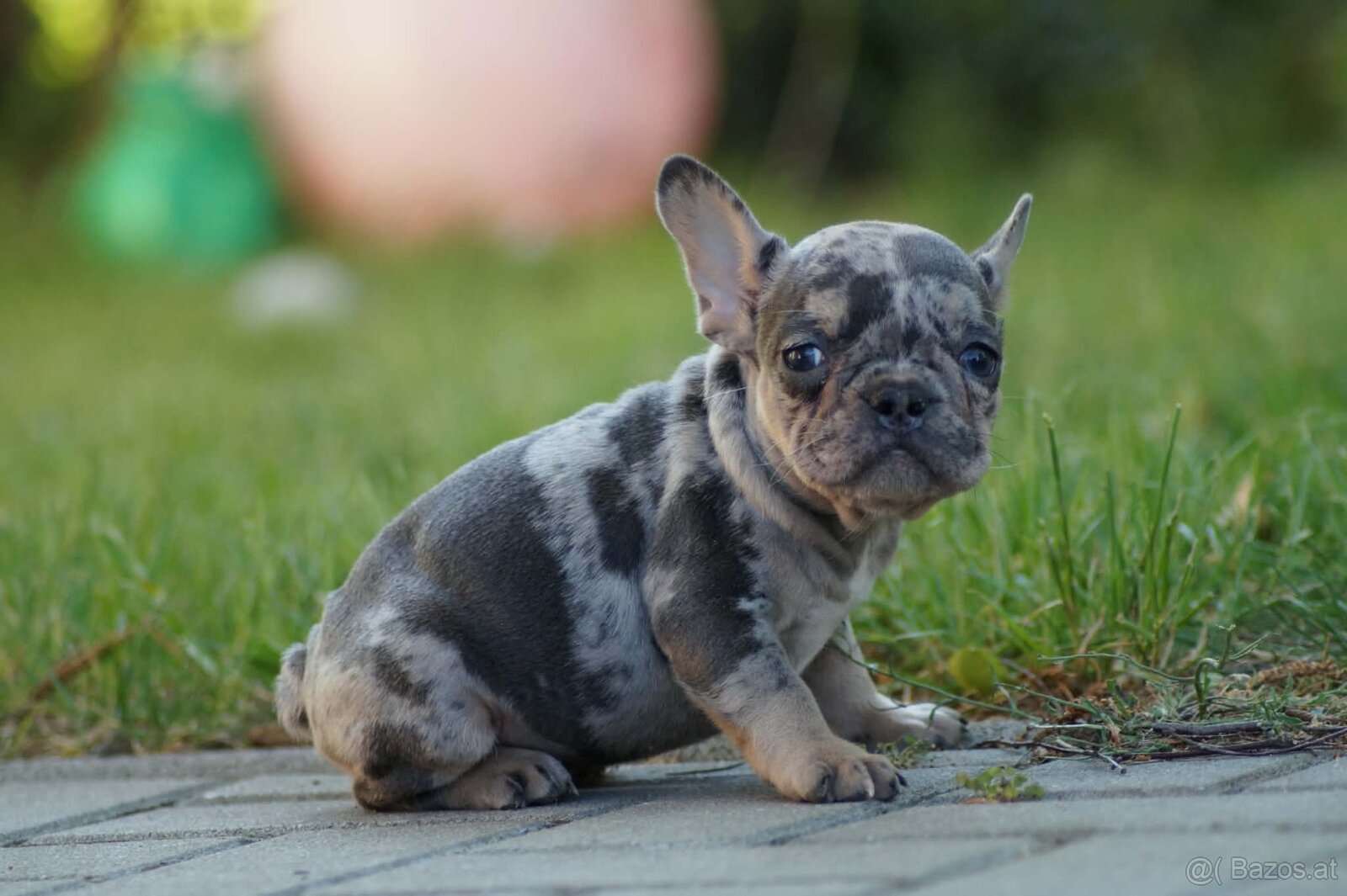 Fr. Bulldogge Welpe - 2