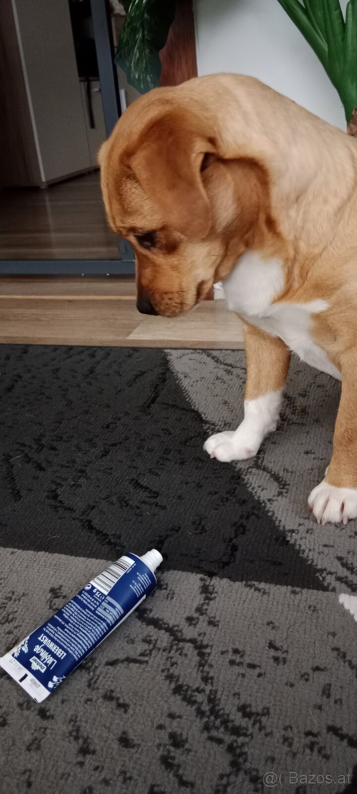 Kleines Dackel Staff Mädchen sucht neues Zuhause - 2