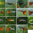 Guppy - 2