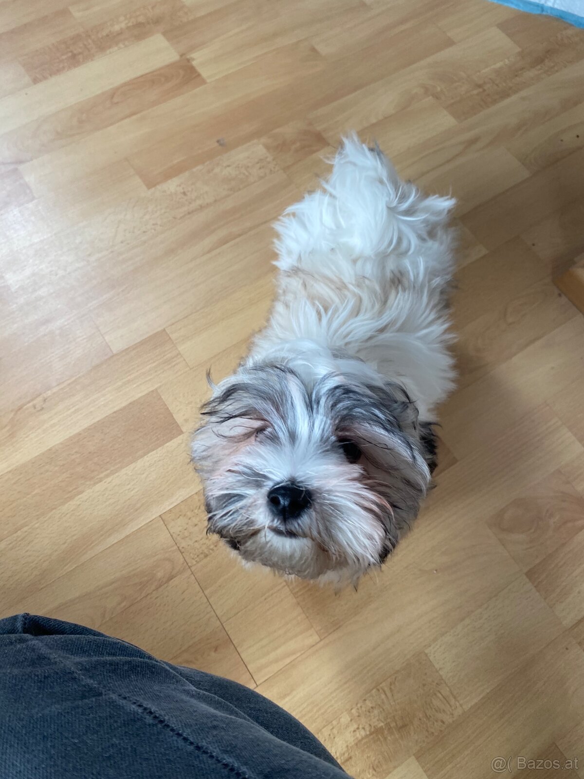 2 zuckersüße Malteser/Shitzu Welpen sichen ein Zuhause - 2