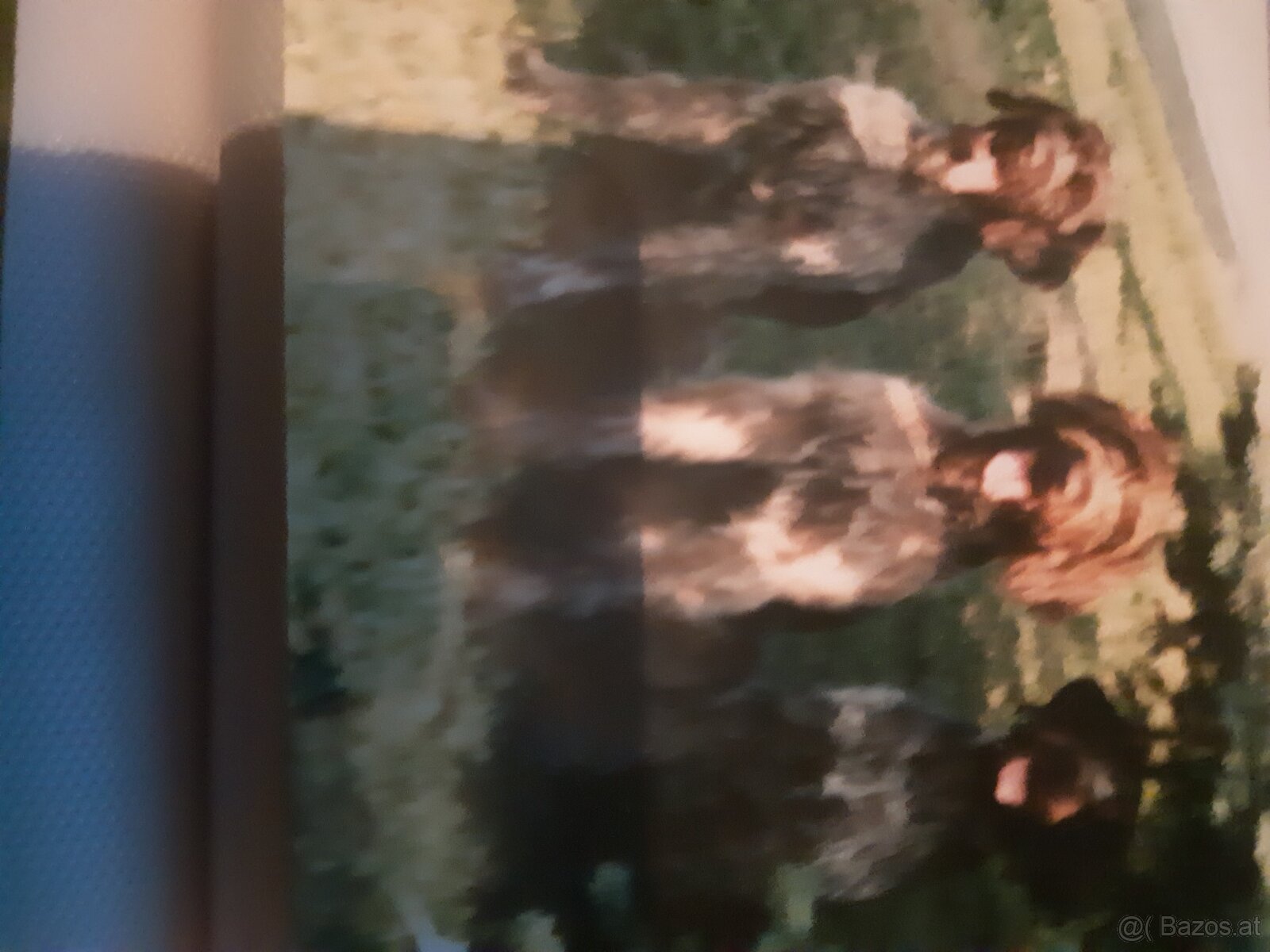 SUCHE DEUTSCH DRAHTHAAR RÜDEN - 2