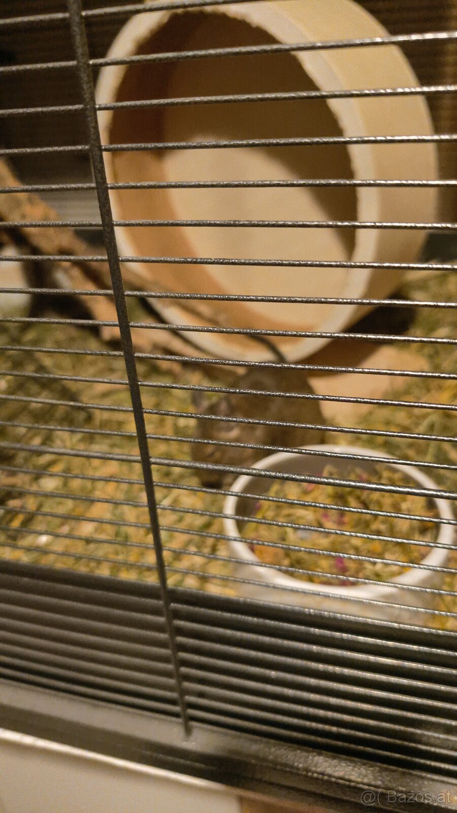 2 süsse Degus 10 Monate alt - 2
