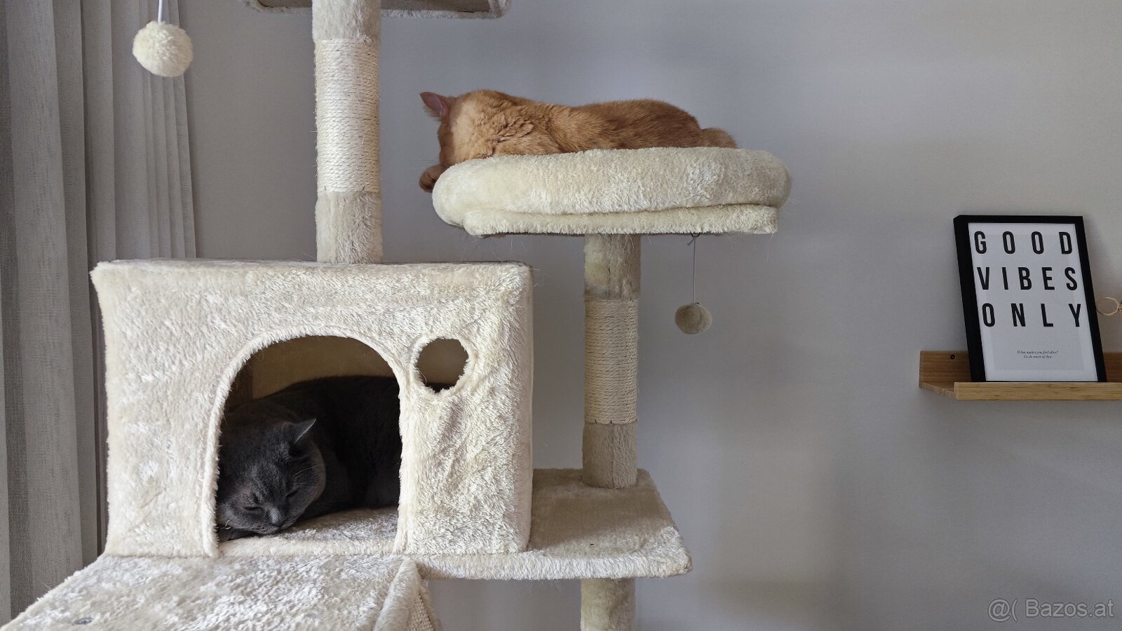Britisch Kurzhaar Katzen - 2