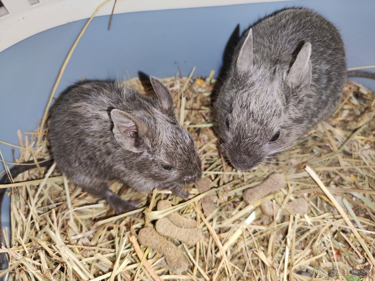 Degus - 2