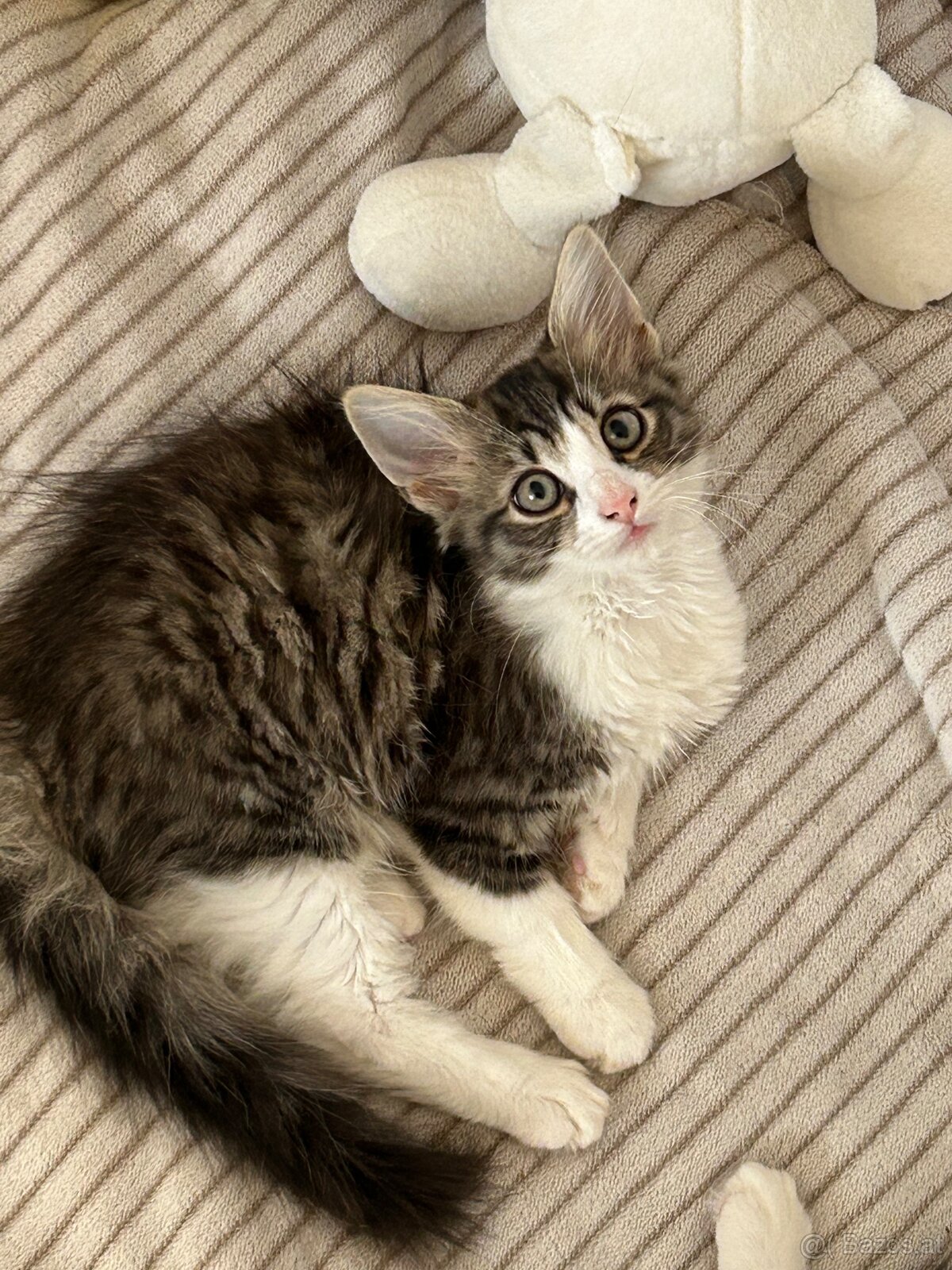 🐾 Zwei Katzenmädchen suchen ein liebevolles Zuhause - 2