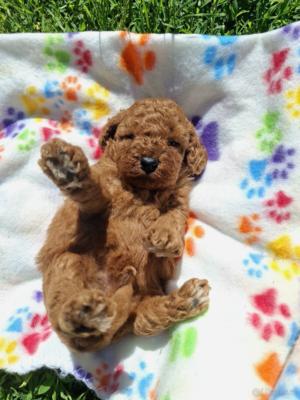 Poodle - 2
