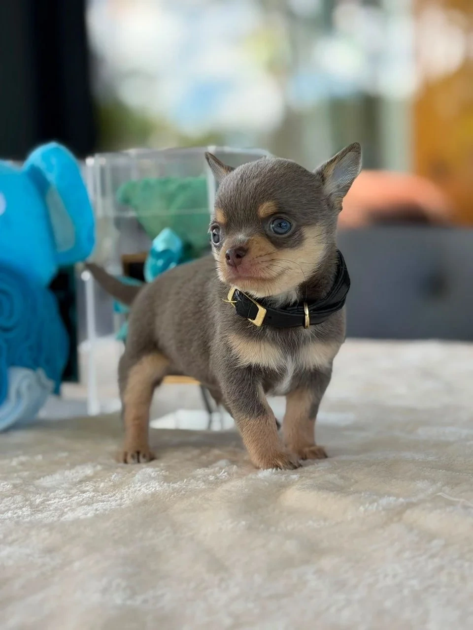 Zuckersüßer & verspielter Chihuahua Welpe "Milo" sucht ein - 2
