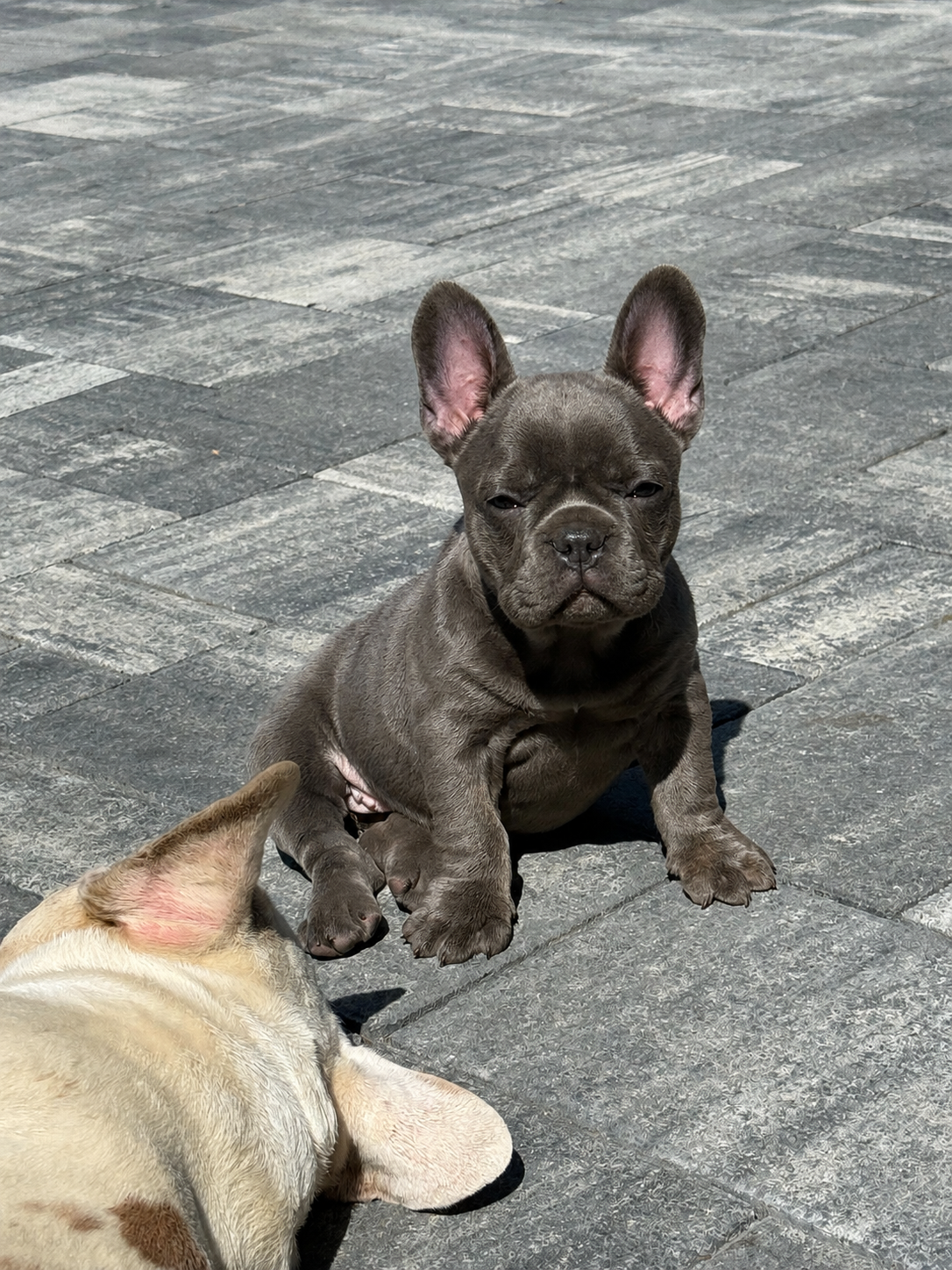 Französische Bulldogge – Hündin - 2