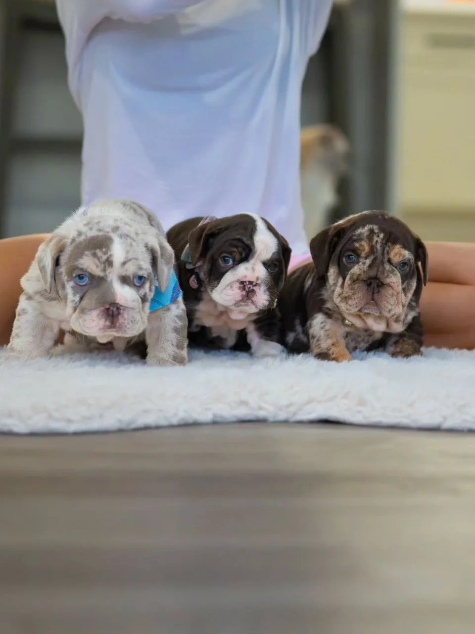 Wunderschöne Englische Bulldoggen Welpen (Blue-Eyed Merle) s - 2