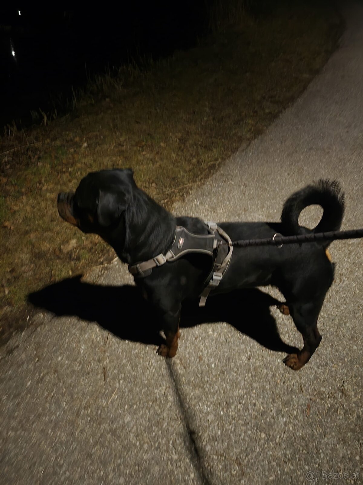 Dexter Rotweiler Zum Abgeben - 2