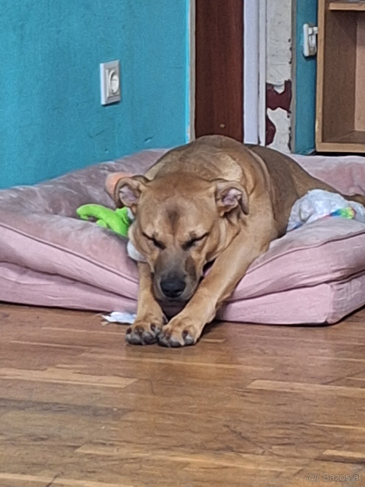 Sisu sucht ein neues zuhause - 2
