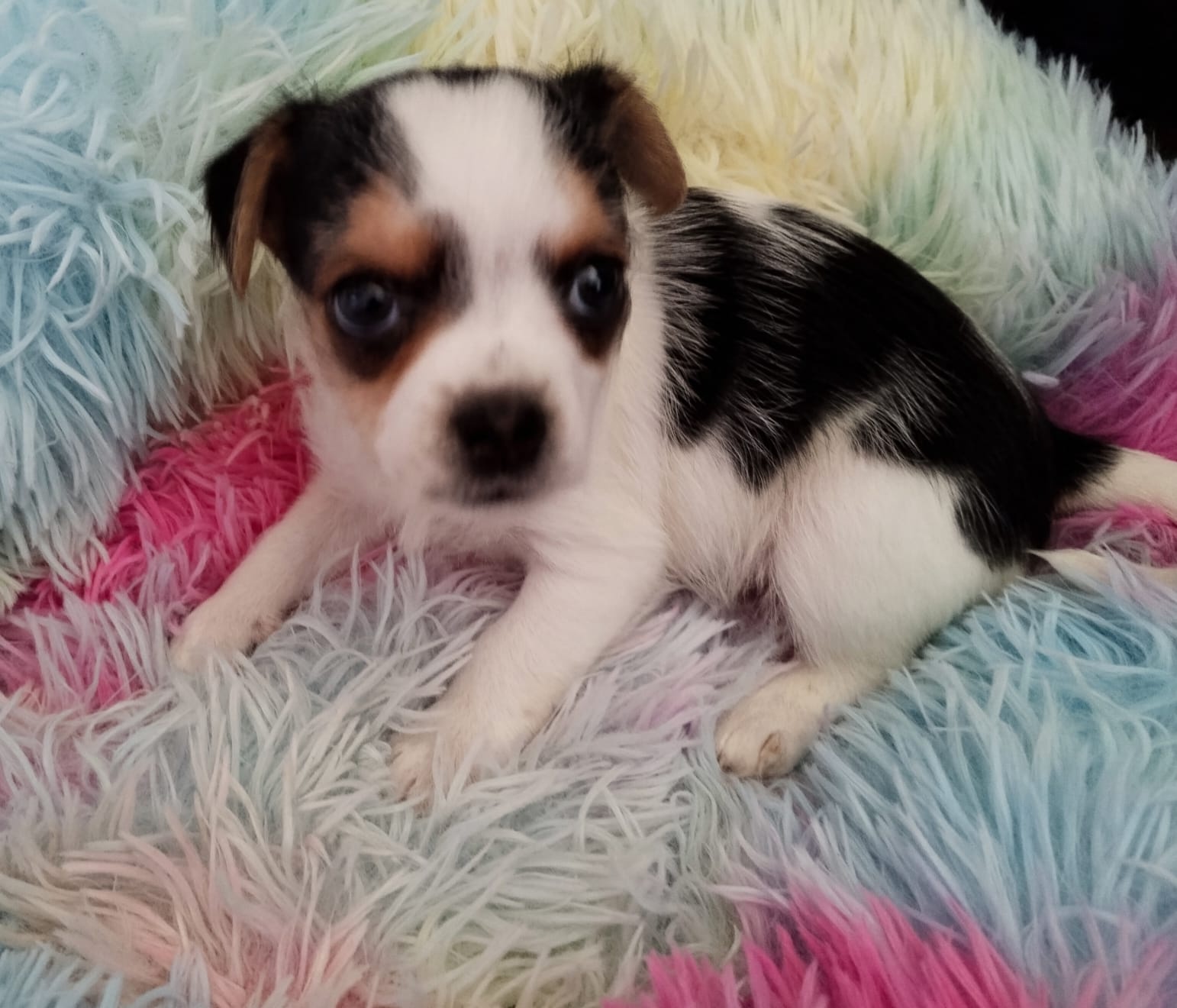 Beawer yorky Chihuahua Mix Welpen - 2