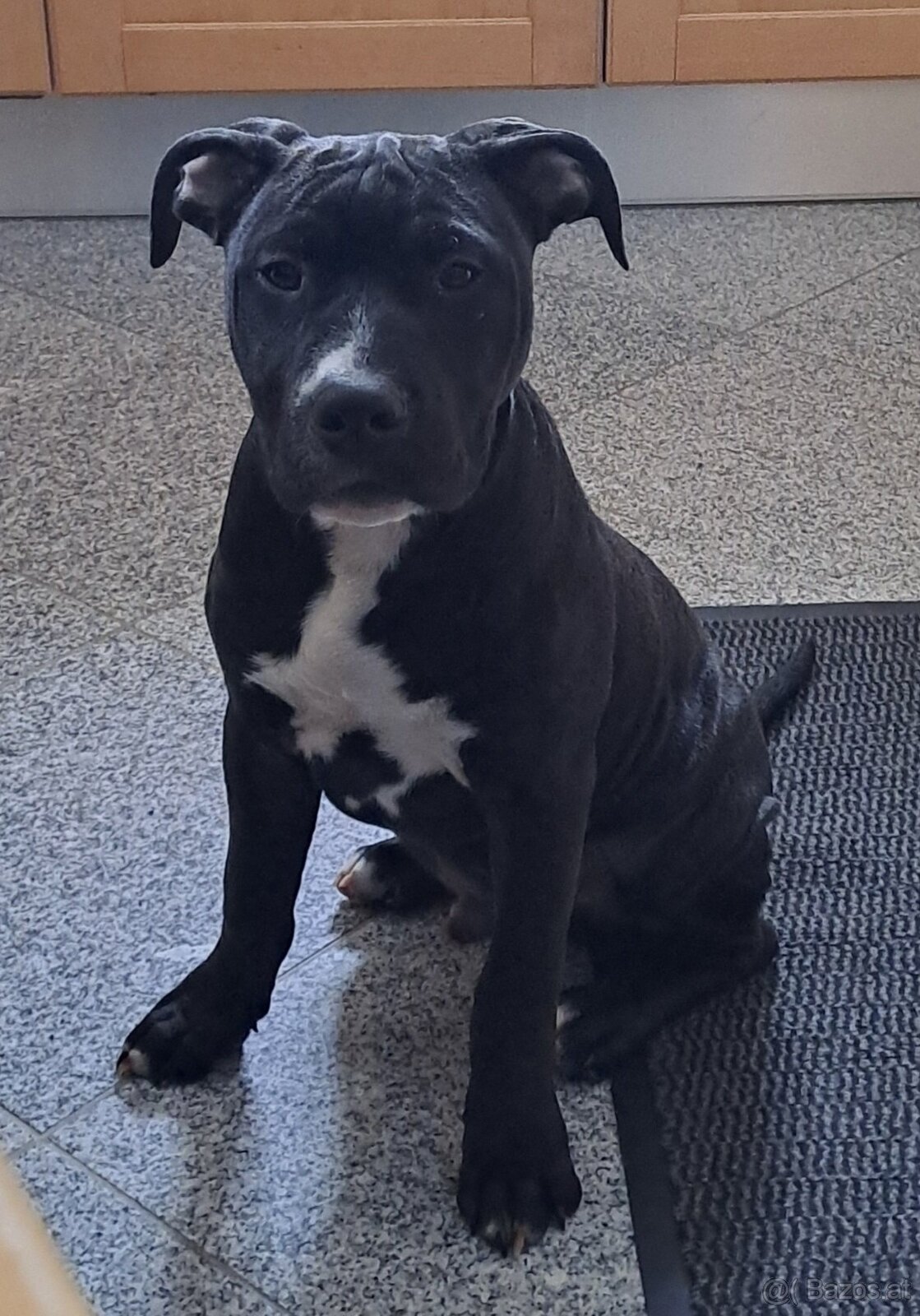 reinrassige APBT Welpen - 2