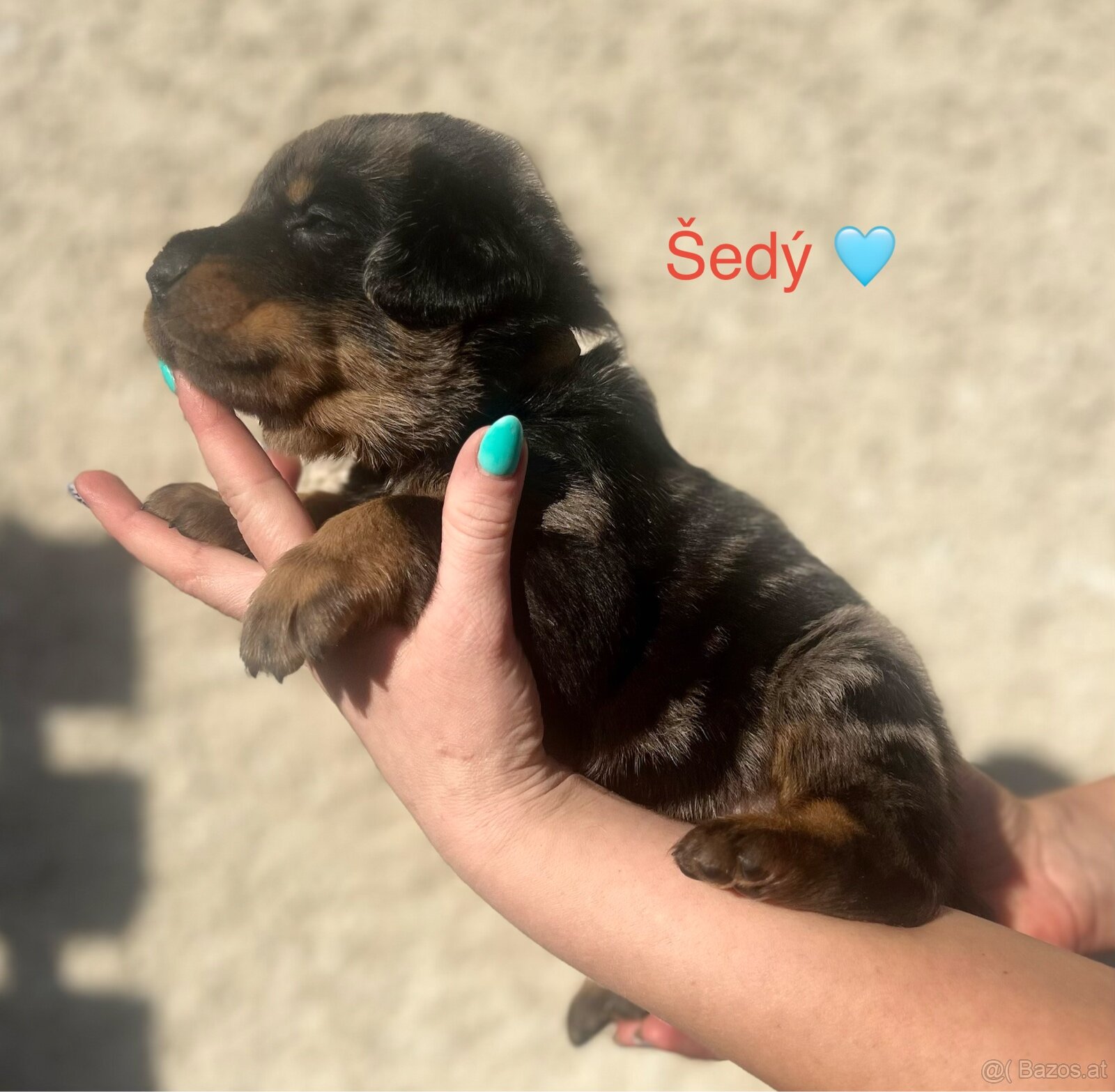 Beauceron - 2