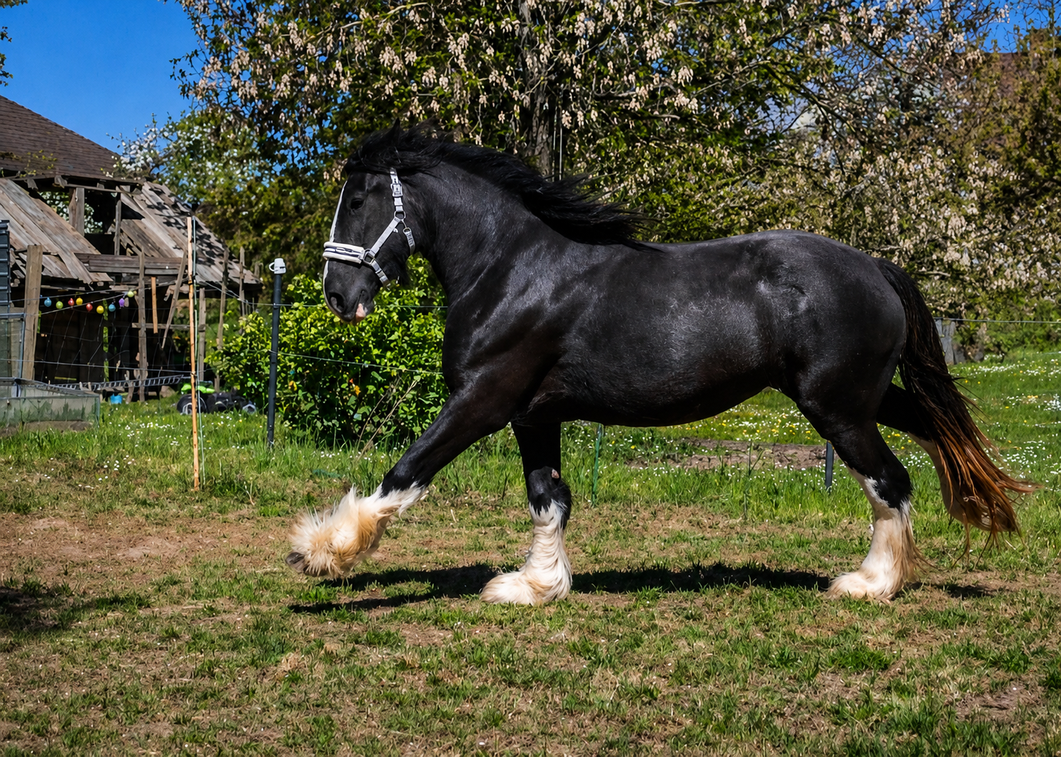 Shire horse stute - 2