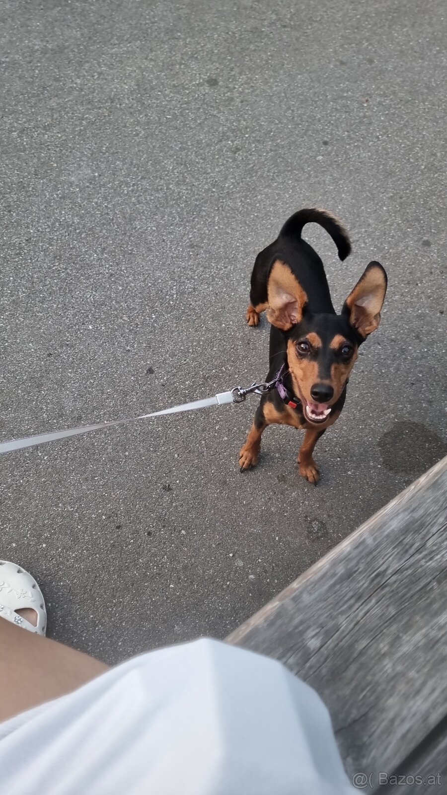Zwergpinscher - 2
