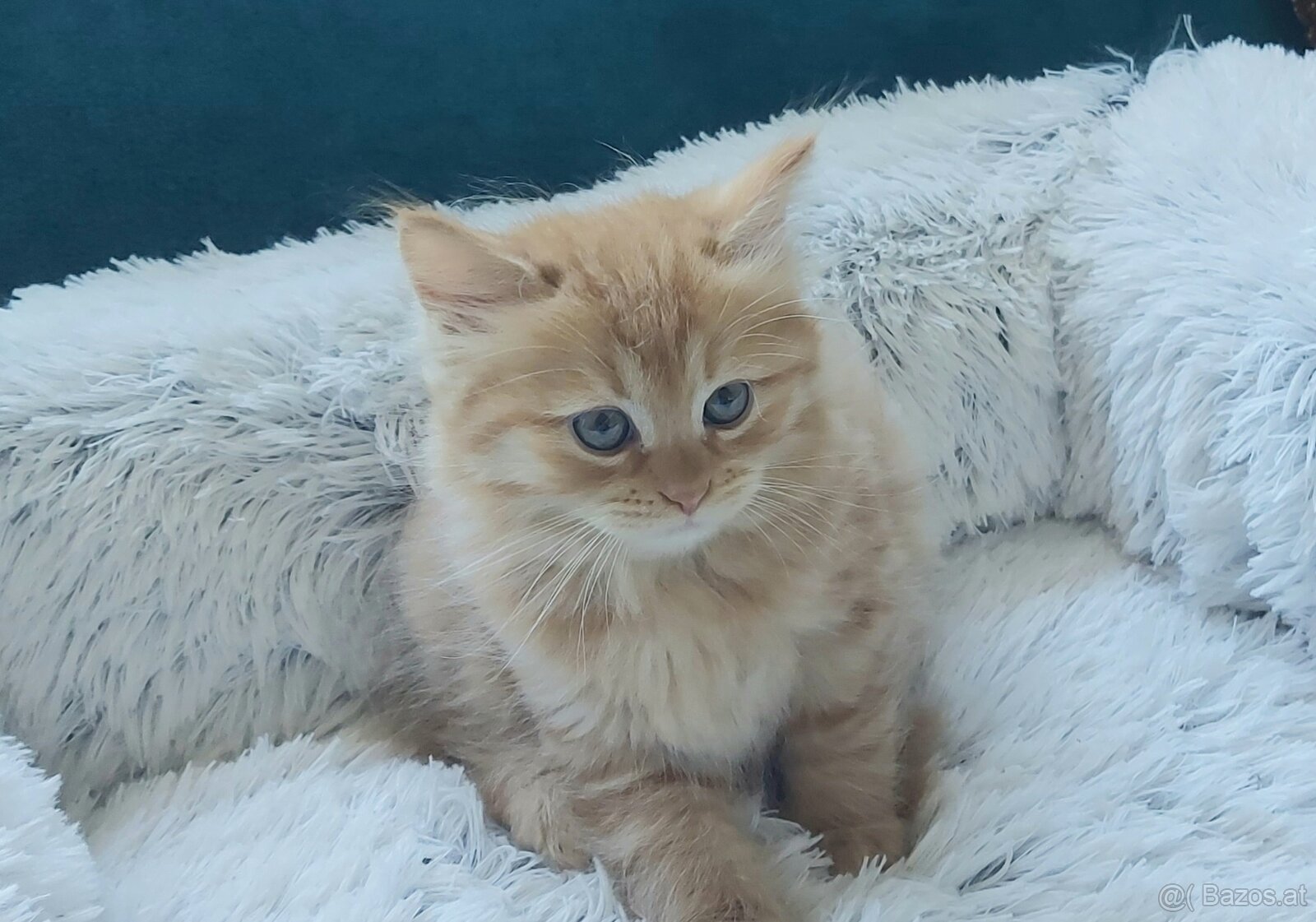 Sibirische Katze – Kater mit Stammbaum (PP) - 2