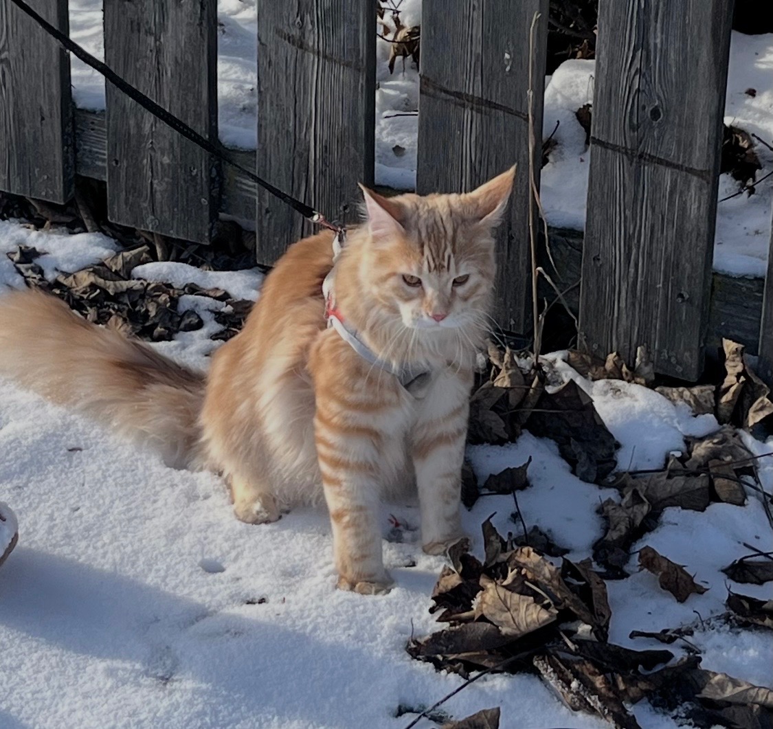 Maine Coon Kater - 2
