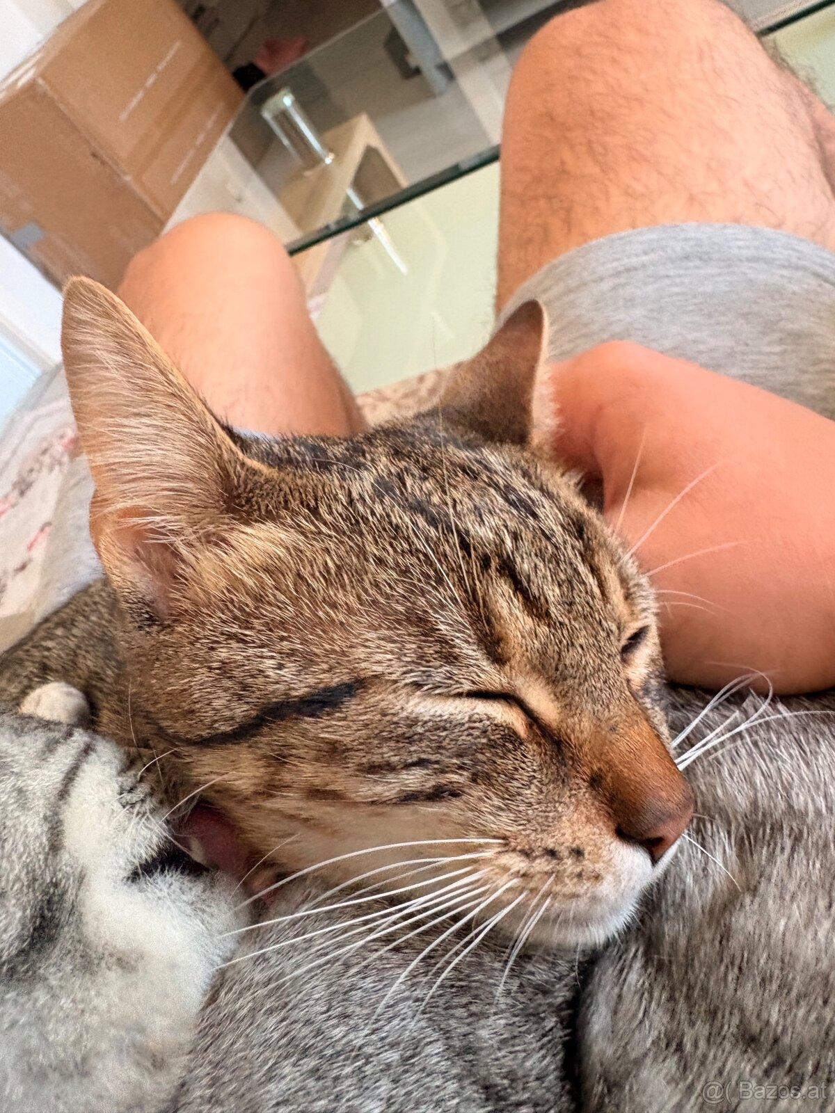 2 Junge Katzen weiblich und Junge 6 Monate alt - 2