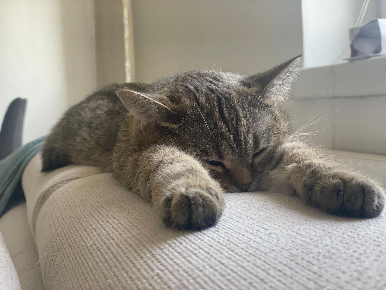 BKH Katze Weiblich - 2